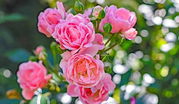 Ramos de rosas pink em um jardim com fundo desfocado, perfeita para dar um toque de delicadeza e beleza a qualquer espaço.