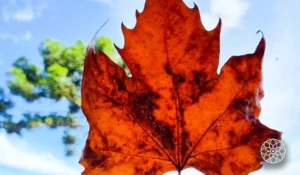 Folha de bordo alaranjada, em destaque contra um céu azul claro e algumas árvores verdes ao fundo, representando a beleza do outono.