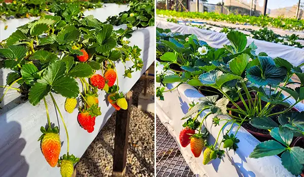 Cultivo de morangos em sistema hidropônico, mostrando plantas verdes carregadas de morangos maduros e verdes, na estrutura de cultivo com fundo de campo ao ar livre.