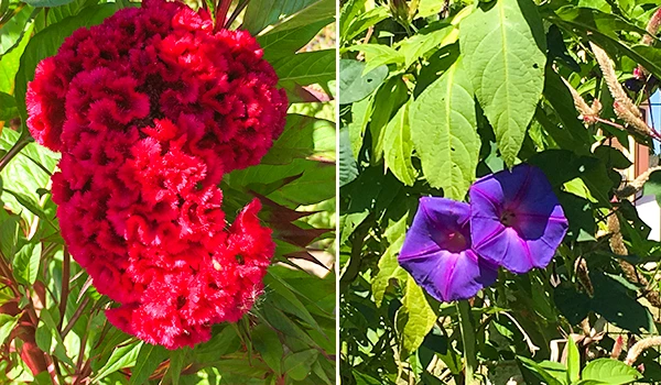 Imagem de duas flores diferentes, uma vermelho vibrante e outra azul roxa, em um fundo de folhas verdes, destacando a beleza e variedade de plantas. Flores do Cerrado Brasileiro, onde ir na meia estação.