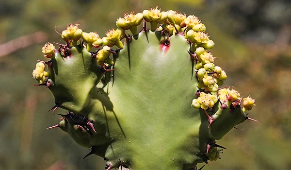 Cactos com flores amarelas e espinhos em uma paisagem natural ao fundo, foco na planta assimétrica de cacto em primeiro plano.