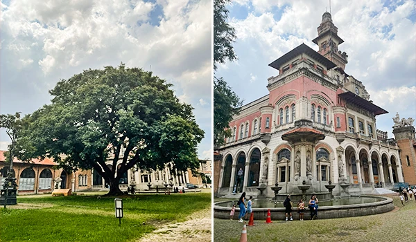 Imagem exibindo dois pontos históricos: um parque com uma grande árvore e um prédio antigo com arquitetura detalhada no estilo clássico, ambos sob céu parcialmente nublado. Atrações do Museu Catavento.