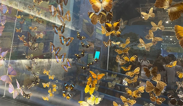 Exposição de borboletas de várias espécies, com cores vibrantes de amarelo, marrom e roxo, exibidas em uma vitrine de museu ou centro de ciências.