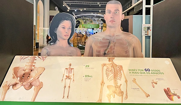 Exposição interativa com modelos anatômicos humanos, destacando ossos e esqueleto, em espaço educacional para aprendizagem sobre o corpo humano.