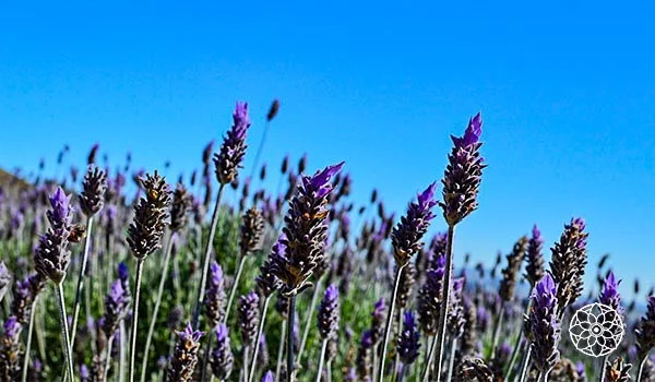 Campo de lavandas com flores roxas sob um céu azul e ensolarado.