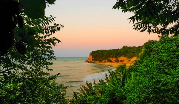 Foto da Praia de Pipa no Rio Grande do Norte em árvores. Lua de Mel América Latina.