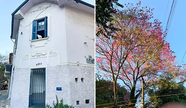 2 fotos compostas, uma de casa tipo sobrado típica da Barra Funda, com um gatinho na janela. Outra de uma árvore florida em tons de rosa.