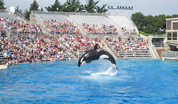 Foto de um folfinho fazendo acrobacias no ar, dentro de uma grande piscina no Sea World com plateia em volta nas arquibandas.