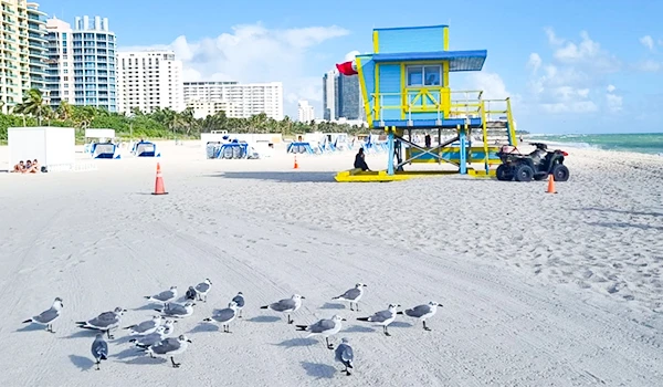 Foto de uma bonita praia, com areia, gaivotas, construção colorida de salva-vidas em South Beach, Miami, um dos cartões postais dos Estados Unidos.