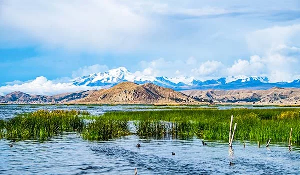 Paisagem do Lago Titicaca, com vegetação aquática em primeiro plano, águas tranquilas e montanhas nevadas ao fundo, sob um céu azul com nuvens brancas. Pontos turísticos da Bolívia.