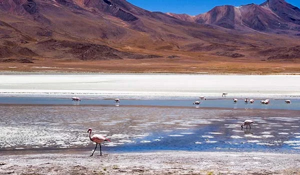Lagoa rasa com flamingos em meio a águas azuladas e áreas de sal branco, tendo ao fundo montanhas áridas em tons de marrom e avermelhado sob um céu azul. Pontos turísticos da Bolívia.